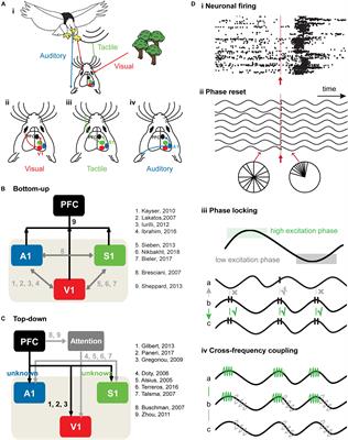 Cross-Talk of Low-Level Sensory and High-Level Cognitive Processing: Development, Mechanisms, and Relevance for Cross-Modal Abilities of the Brain